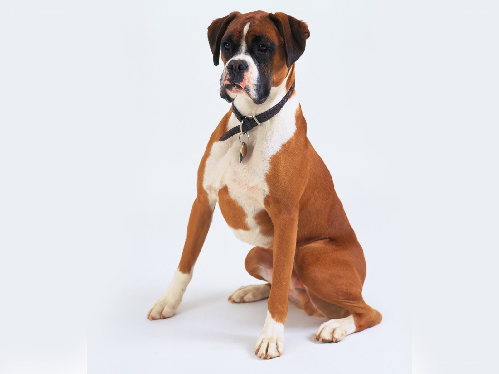 Boxer dog sitting on white