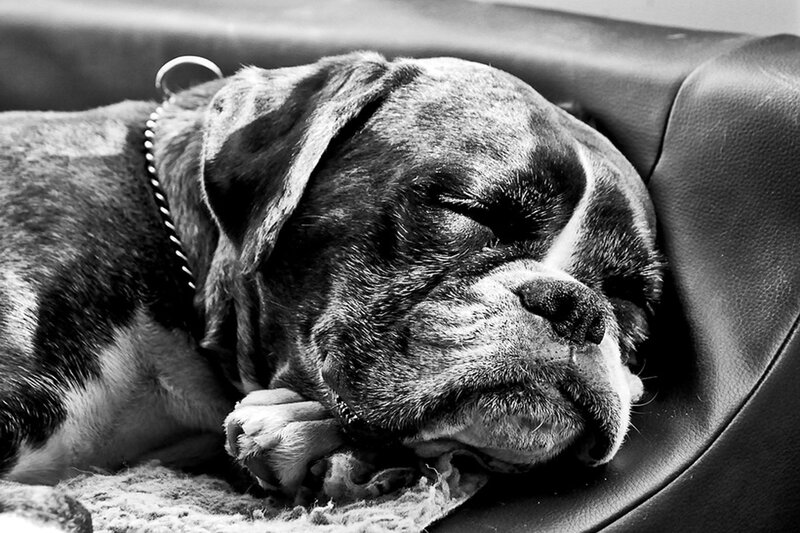 Boxer dog sleeping peacefully