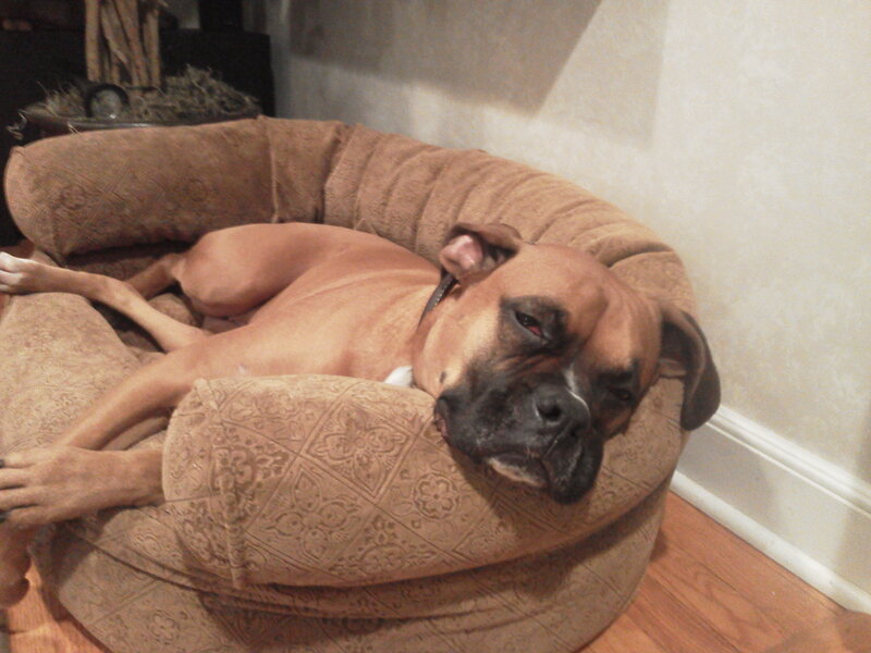 Boxer Dog Sleeping