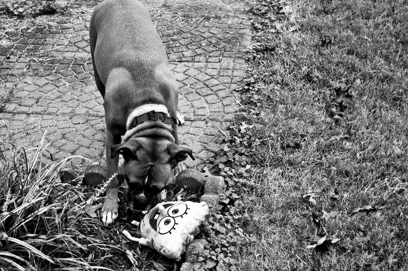 Boxer Dog Sniffing Toy