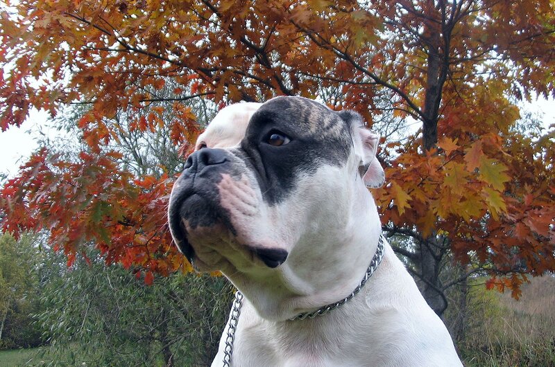 Boxer dog under autumn tree