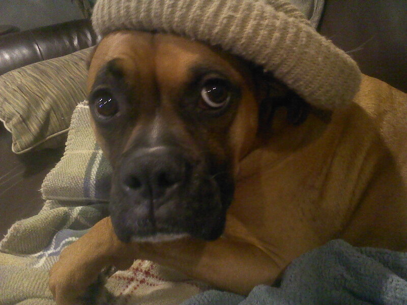 Boxer Dog Wearing Hat
