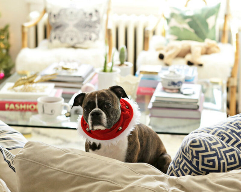 Boxer Dog Wearing Scarf