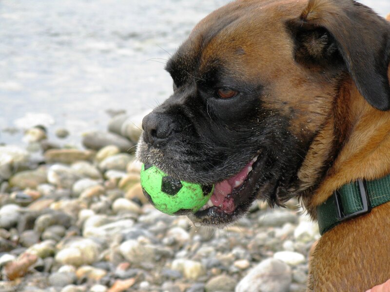 Boxer Dog with Ball