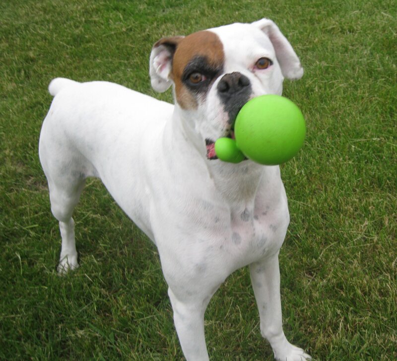 Boxer Dog with Ball — White