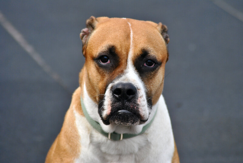 Boxer Dog with Cropped Ears