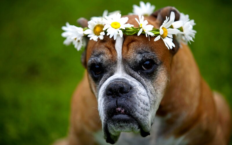 Boxer Dog with Daisies