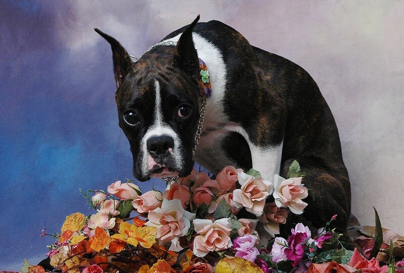 Boxer Dog with Flowers