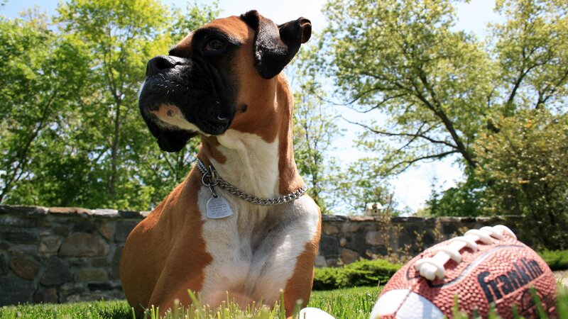 Boxer Dog with Football — Brown