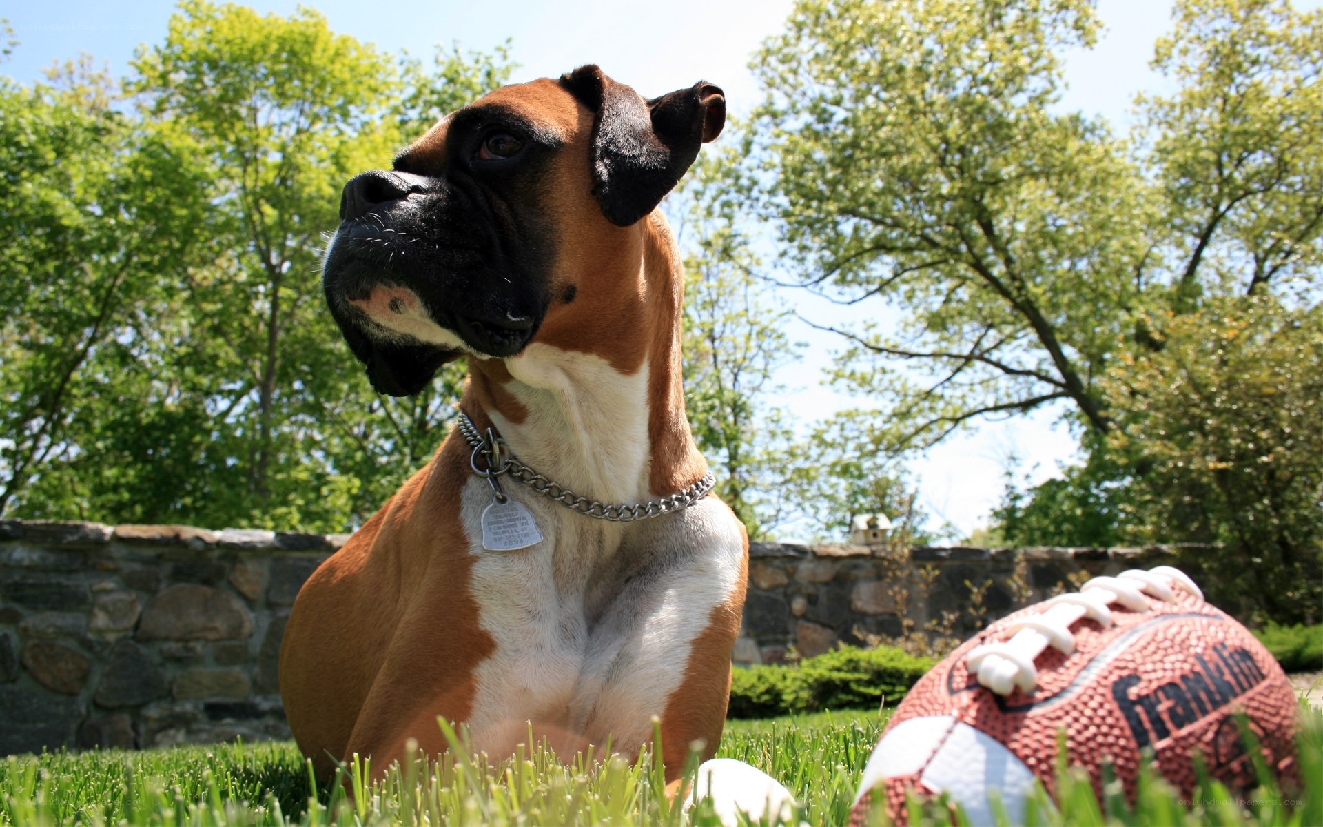 Boxer dog with football