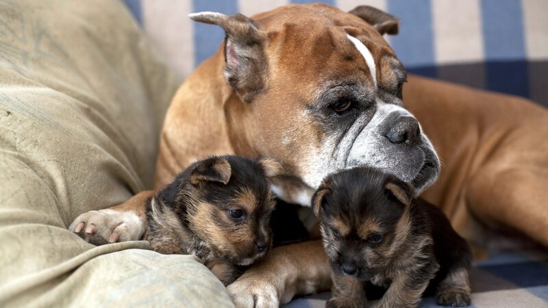 Boxer dog with her puppies