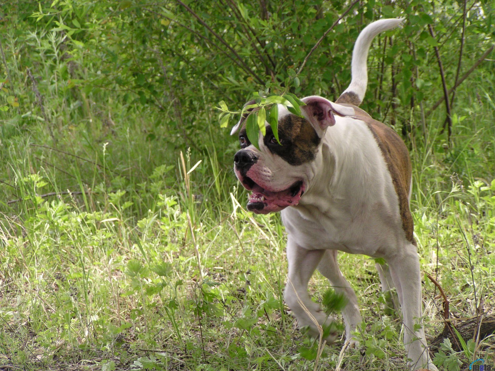 Boxer dog with leaf in mouth