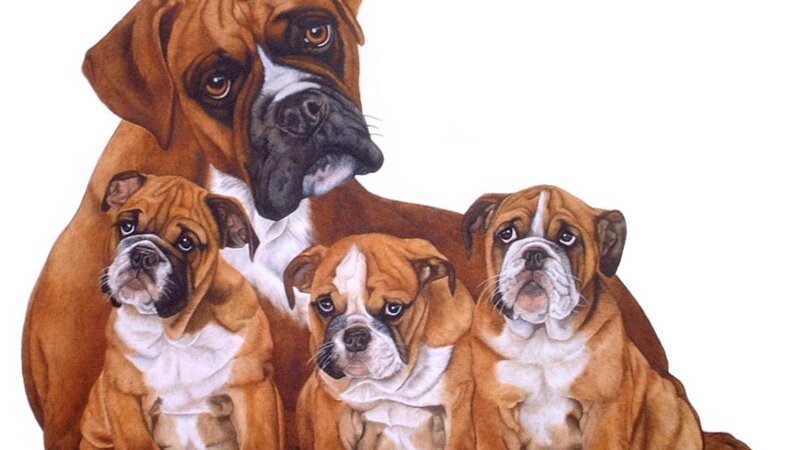 Boxer Dog with Puppies — Brown, Calm, Illustration