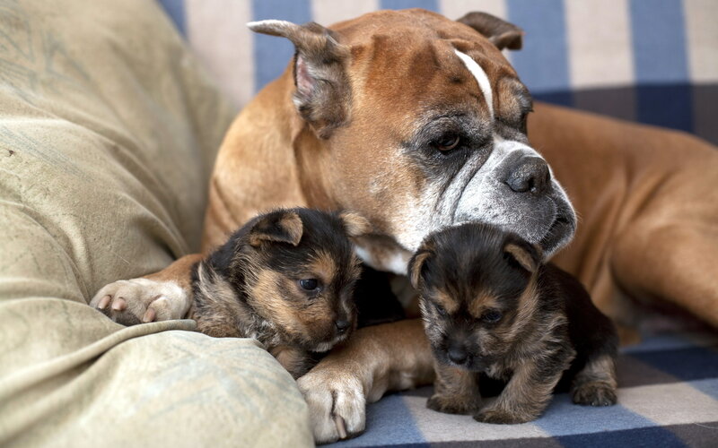Boxer Dog with Puppies — Brown, Calm