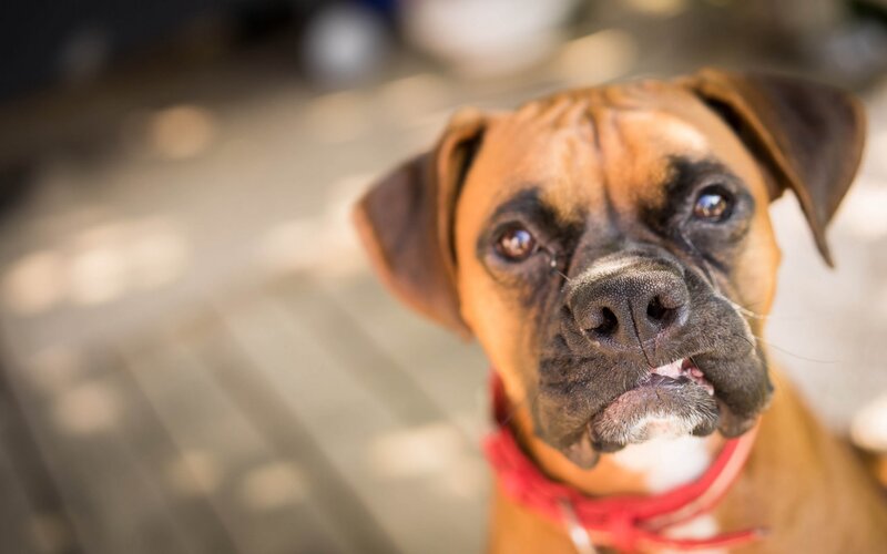Boxer Dog with Red Collar