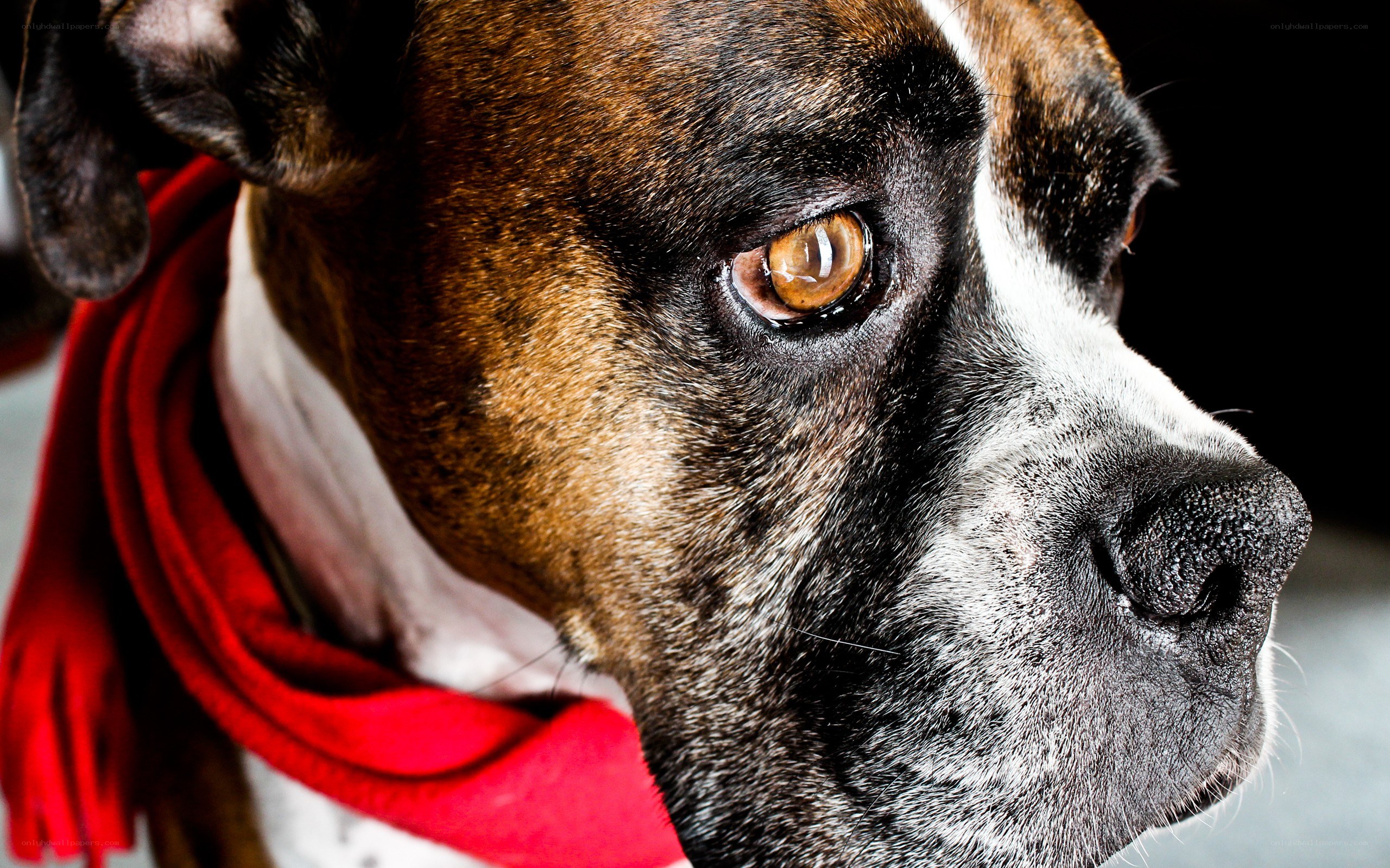 Boxer dog with red scarf