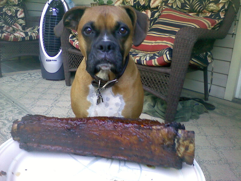 Boxer Dog with Ribs