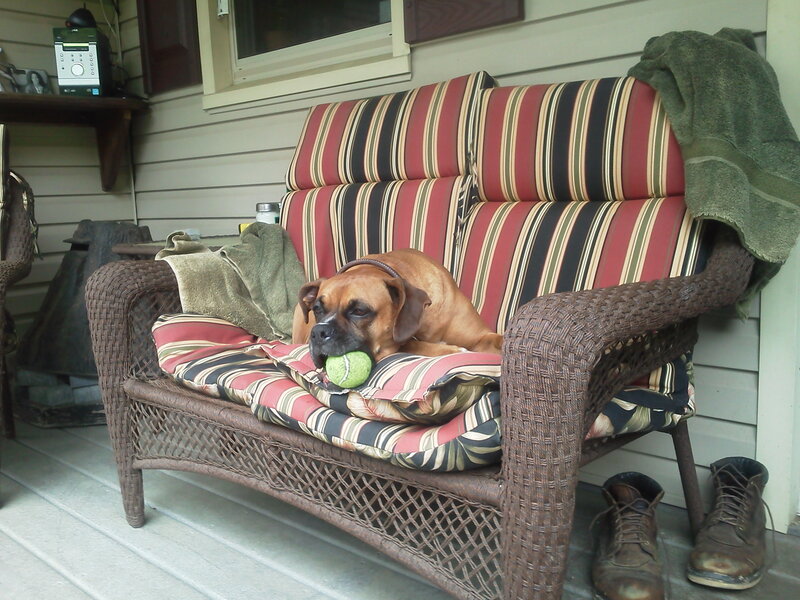 Boxer Dog with Tennis Ball