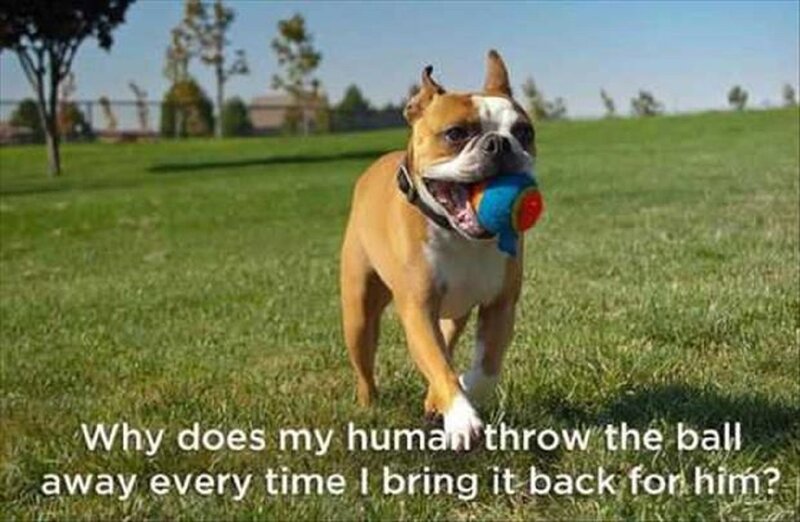 Boxer Dog with Toy