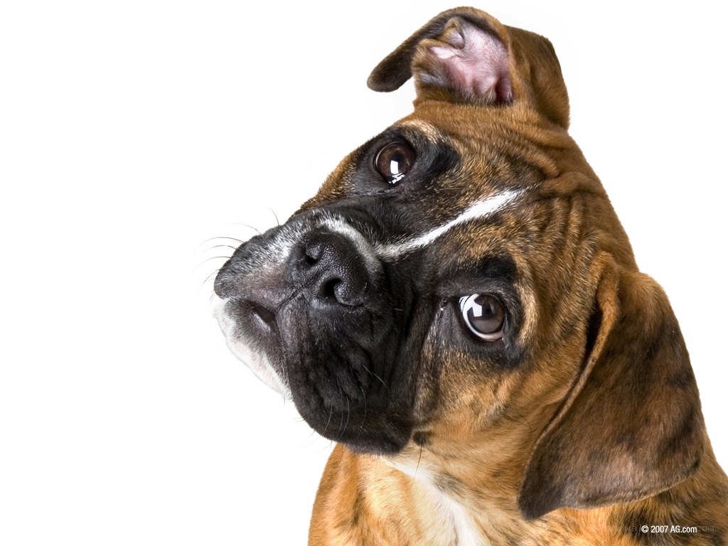 Boxer dog with white stripe