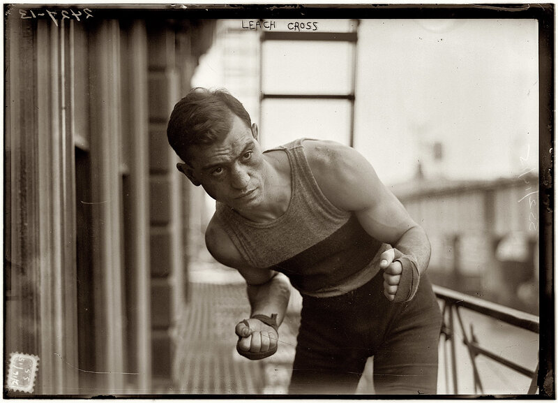 Boxer in training pose