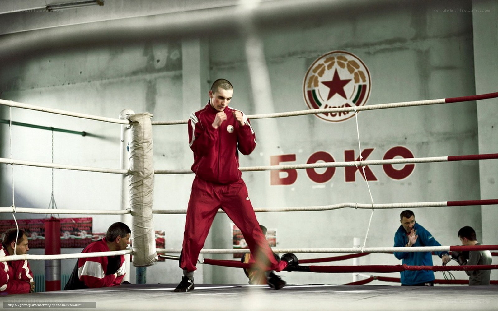 Boxer in training ring