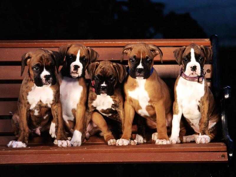 Boxer Puppies on Bench