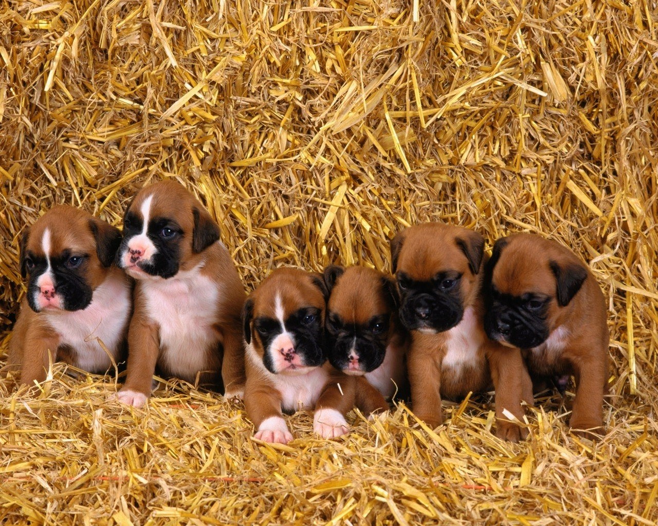 Boxer puppies on hay