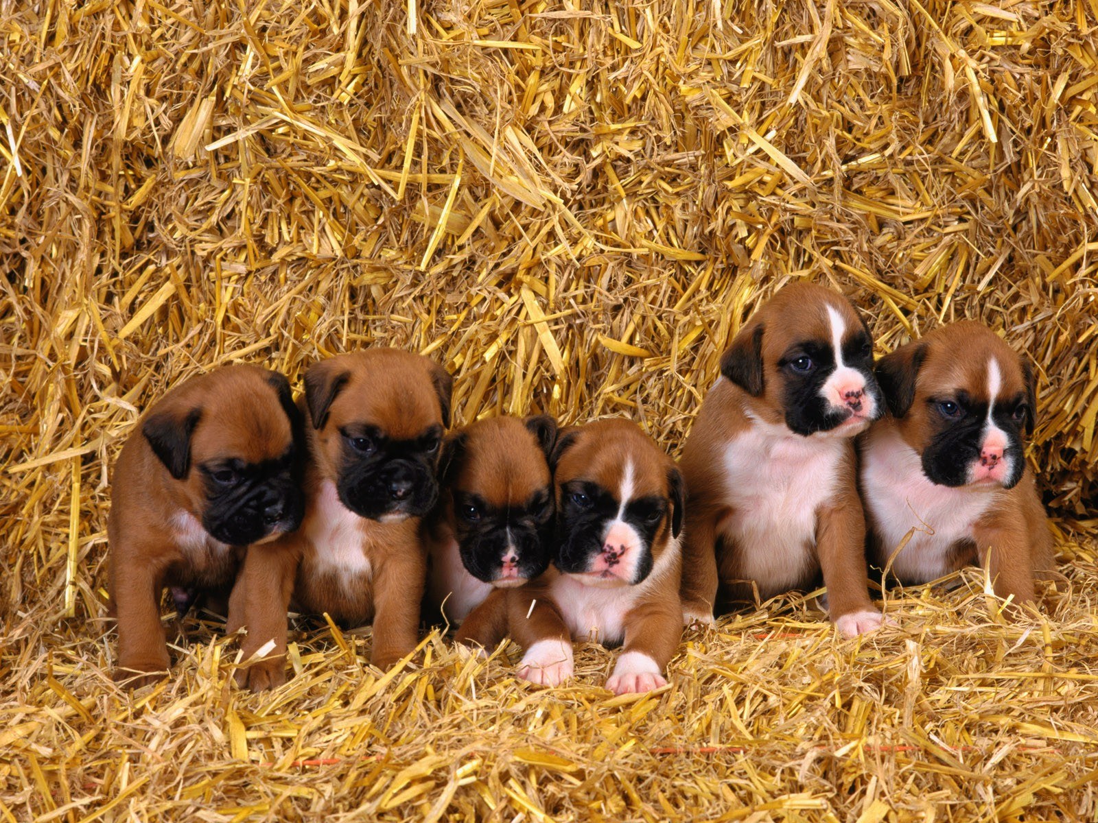 Boxer puppies on hay
