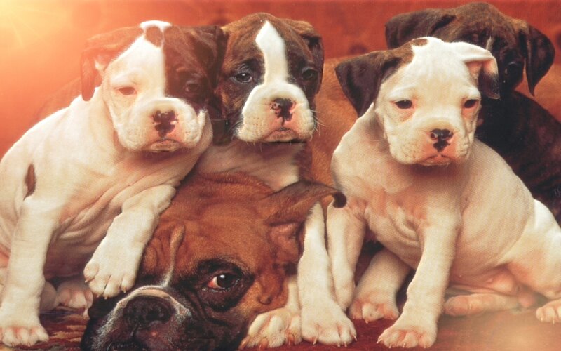 Boxer Puppies