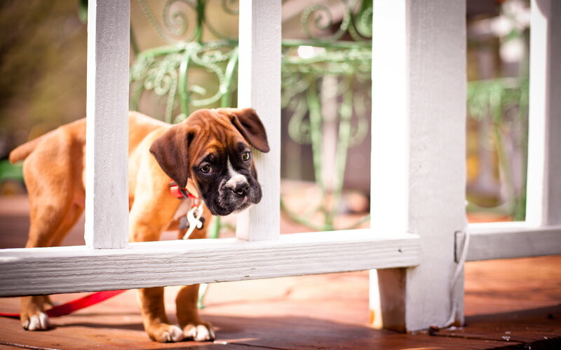 Boxer Puppy Behind Fence