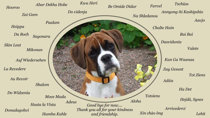 Boxer Puppy — Brown, Calm