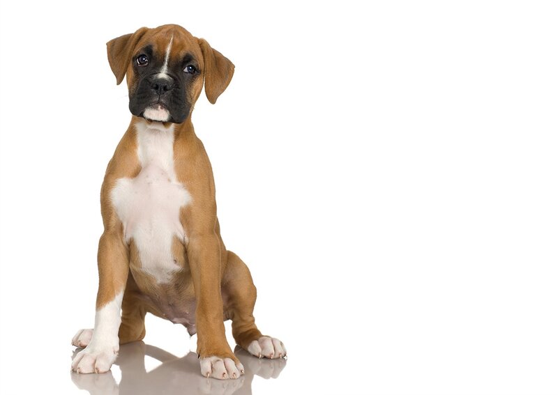 Boxer Puppy — Brown, Neutral