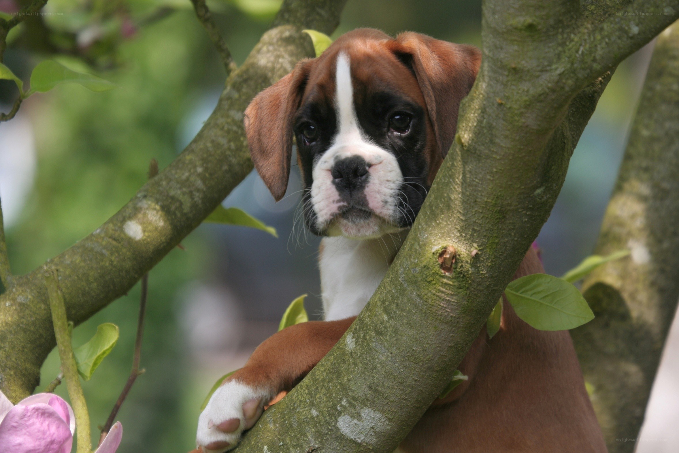 Boxer puppy in a tree