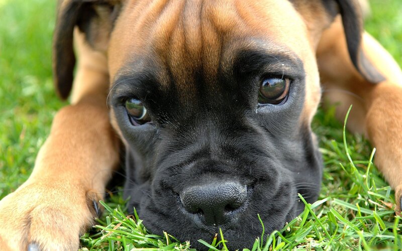 Boxer Puppy in Grass — Brown, Calm