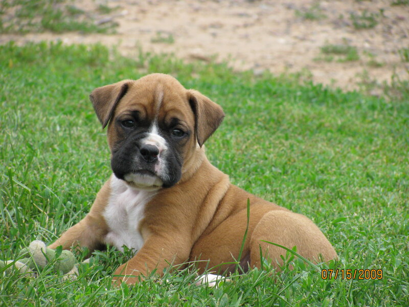 Boxer Puppy in Grass — Brown