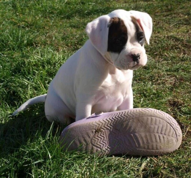 Boxer Puppy in Grass