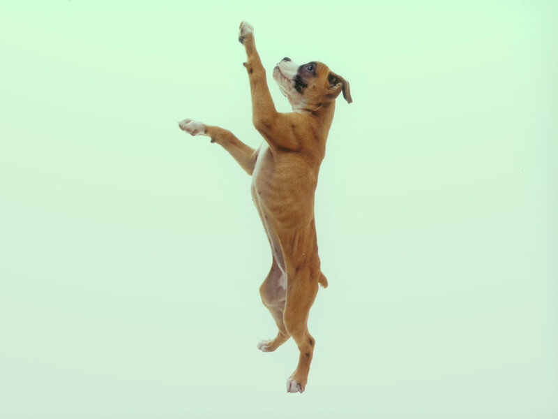 Boxer Puppy Jumping