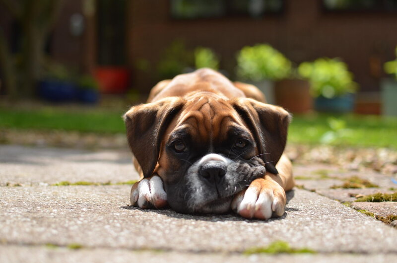 Boxer Puppy Lying Down — Brown, Calm, Afternoon