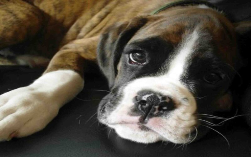 Boxer Puppy Lying Down — Brown, Calm, Photograph