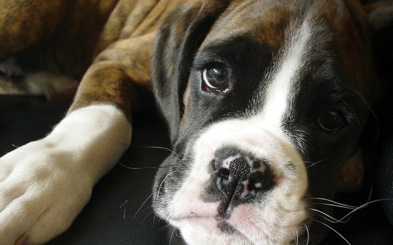 Boxer Puppy Lying Down — Brown, Calm