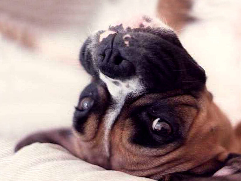 Boxer Puppy Lying Down — Brown