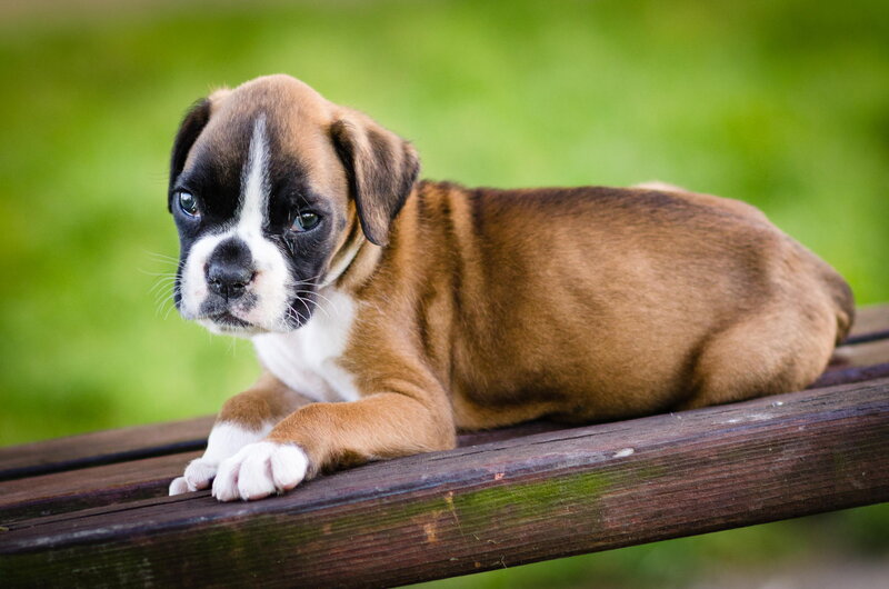 Boxer Puppy on Bench