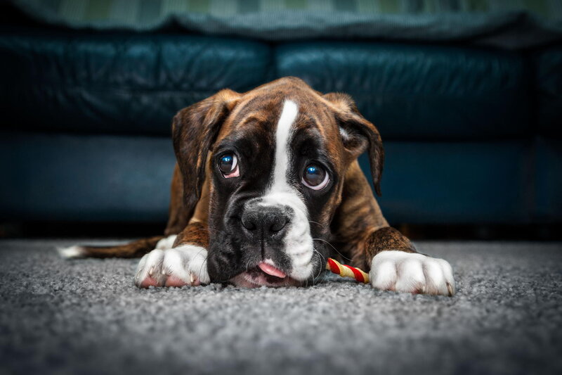 Boxer Puppy on Carpet