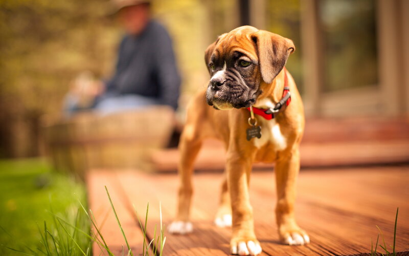 Boxer Puppy on Deck