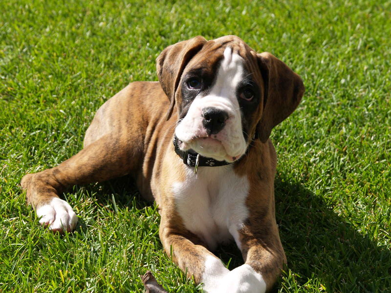Boxer Puppy on Grass — Green