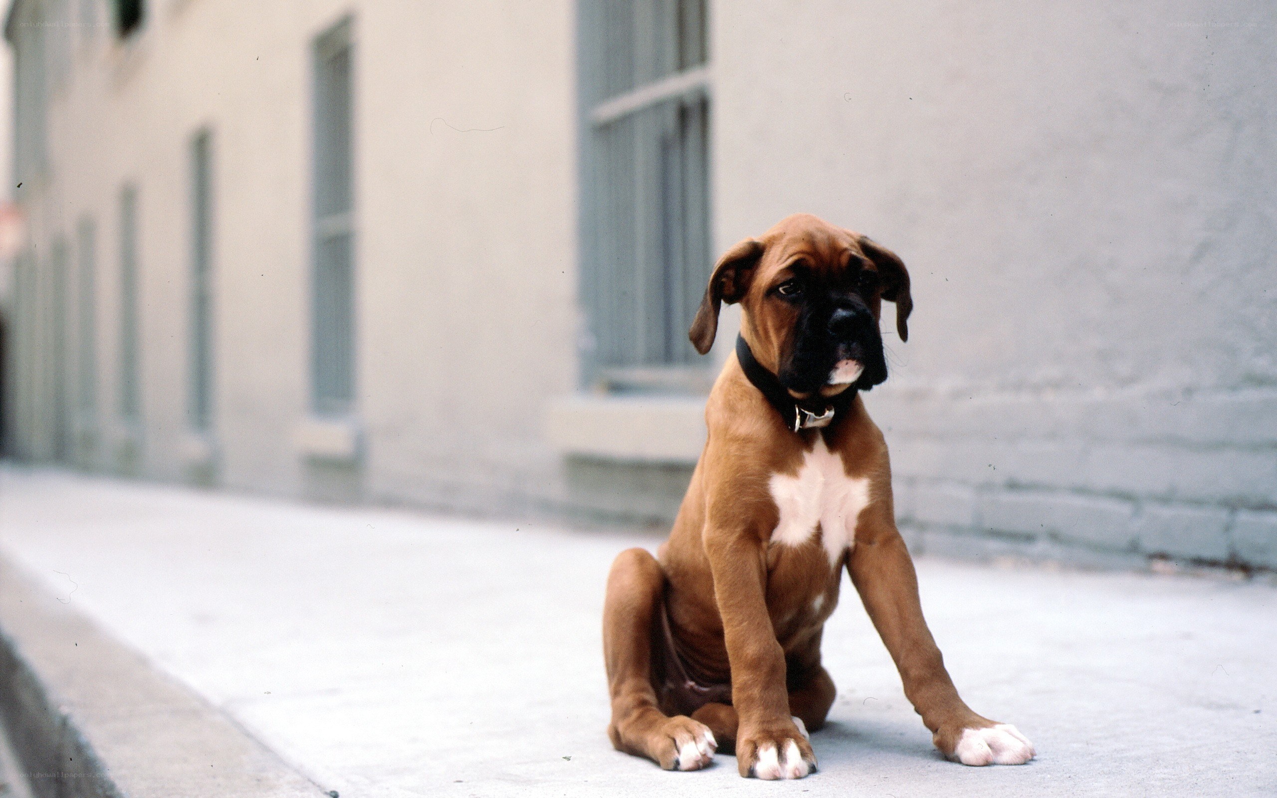 Boxer puppy on sidewalk