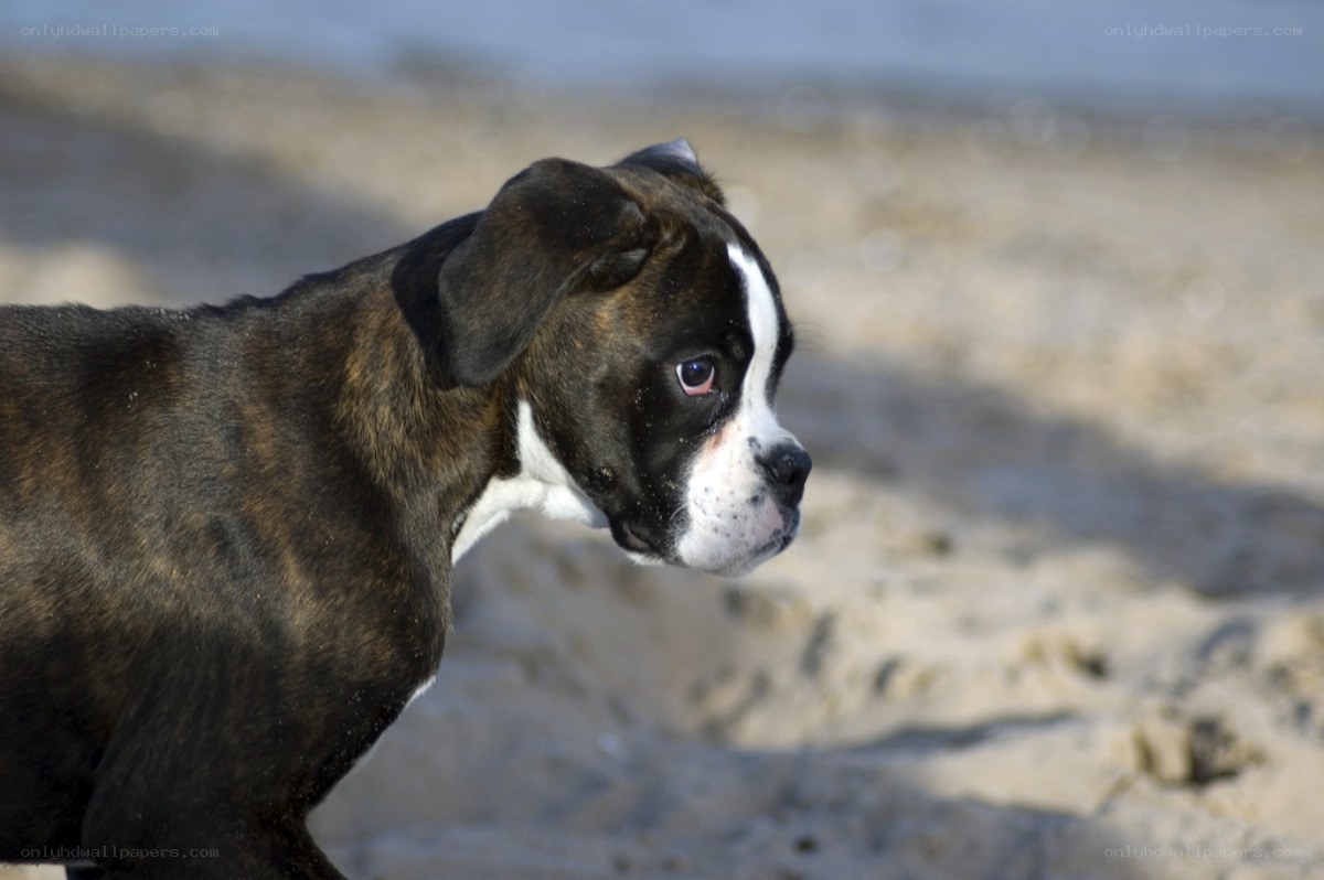 Boxer puppy on the beach