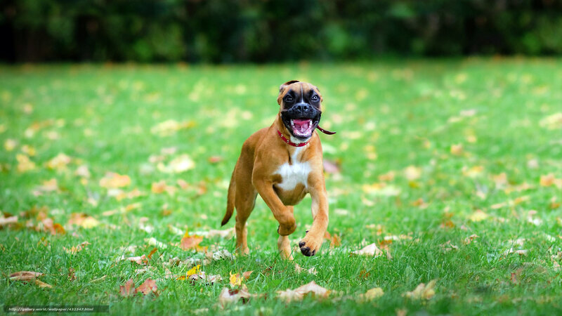 Boxer Puppy Running — Green