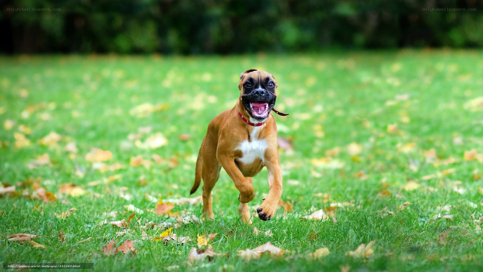 Boxer puppy running in a park